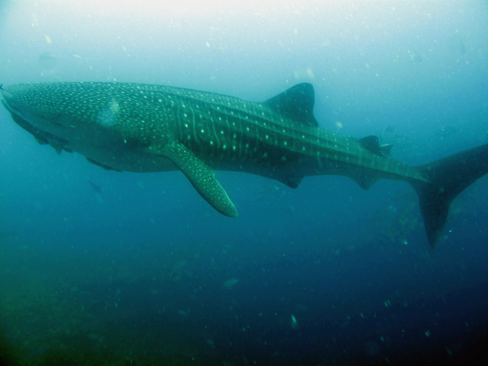 whale shark2.jpg